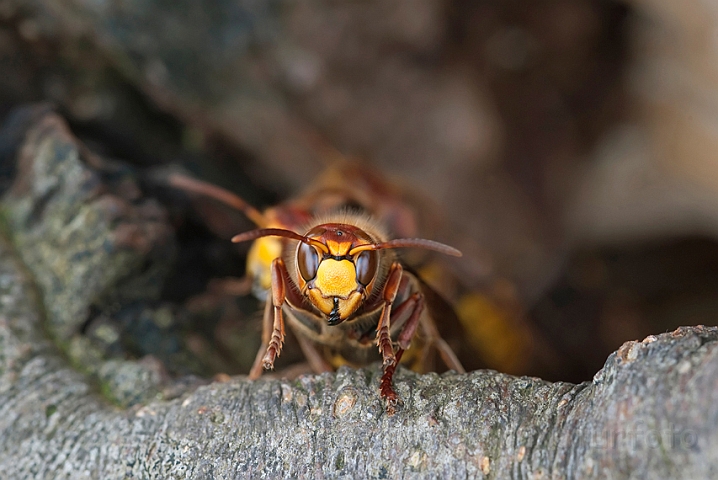 WAH011064.jpg - Stor gedehams (Hornet)