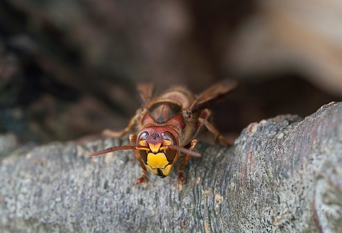 WAH011066.jpg - Stor gedehams (Hornet)