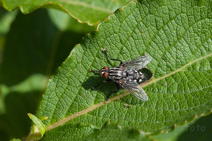 WAH011087.jpg - Kødflue (Flesh Fly)