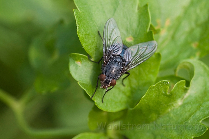 WAH011090.jpg - Spyflue sp. (Blow-fly)