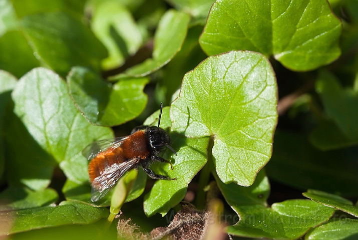 WAH013381.jpg - Rød murerbi (Red Mason Bee)