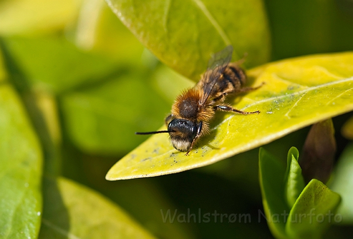 WAH013408.jpg - Jordbi sp. (Miner Bee sp.)