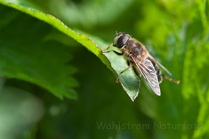 WAH013422.jpg - Dyndflue sp. (Hover Fly sp.)