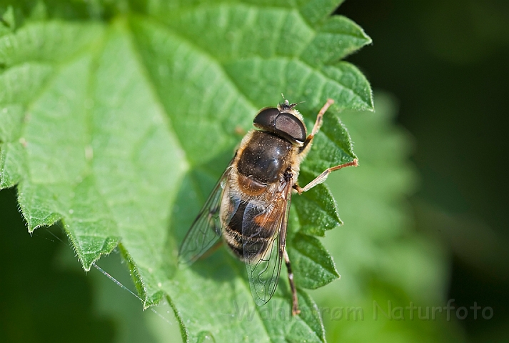 WAH013423.jpg - Dyndflue sp. (Hover Fly sp.)