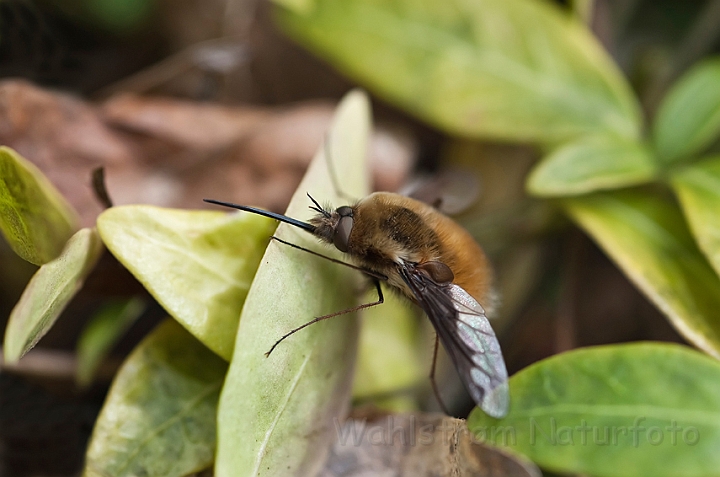 WAH013459.jpg - Stor humleflue (Bee Fly)