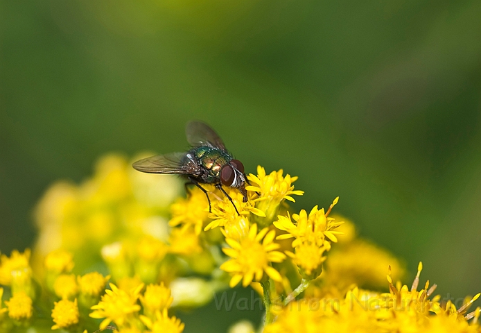 WAH015204.jpg - Guldflue sp. (Greenbottle sp.)