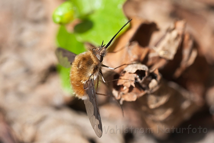 WAH017490.jpg - Stor humleflue (Bee Fly)