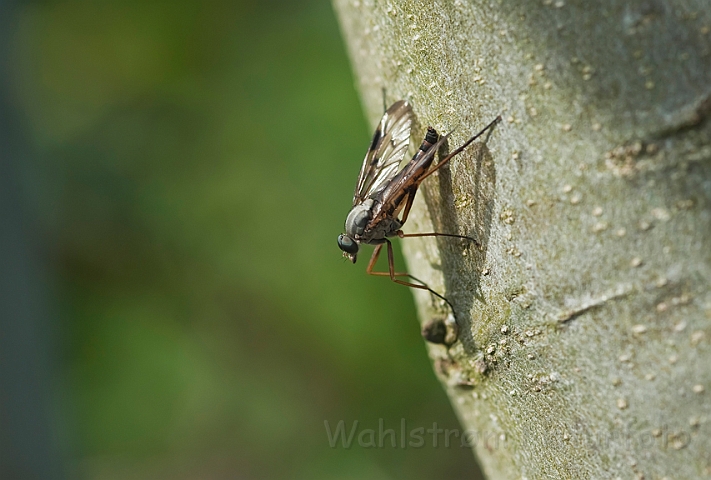 WAH018602.jpg - Almindelig sneppeflue (Downlooker Snipefly)