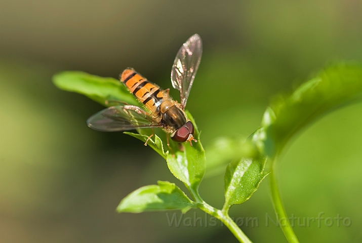 WAH018676.jpg - Dobbeltbåndet svirreflue (Marmalade Hoverfly)