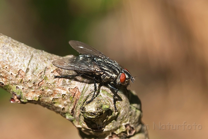 WAH020139.jpg - Kødflue sp. (Flesh Fly sp.)