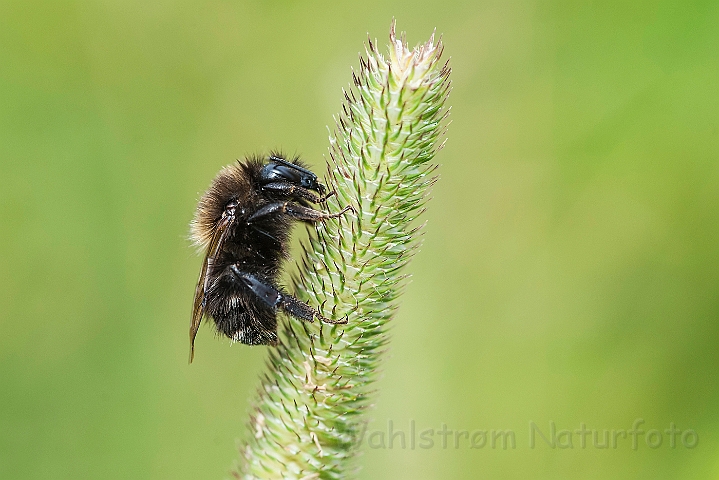 WAH024540.jpg - Humlebi sp. (Bumblebee sp.)