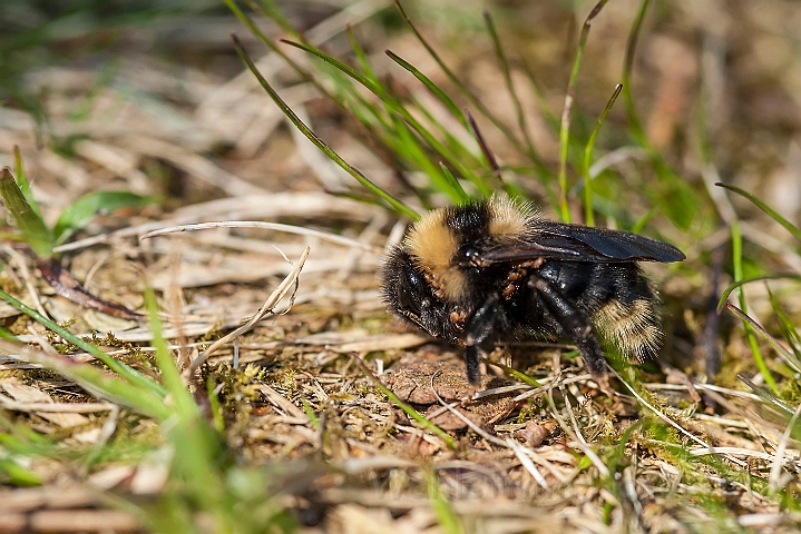 WAH026319.jpg - Jordhumle (Small Garden Bumble Bee)