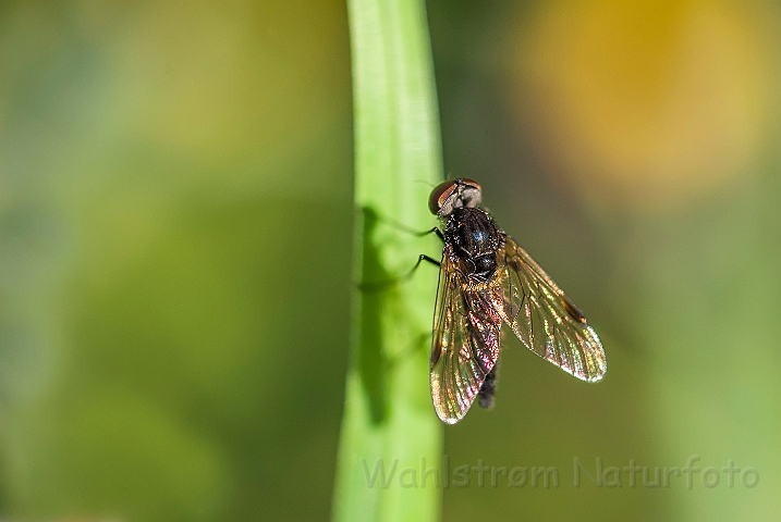 WAH026794.jpg - Gulhåret Sneppeflue (Black Snipefly)