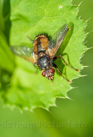 WAH026975.jpg - Mellemfluen Oskar (Tachina Fly)