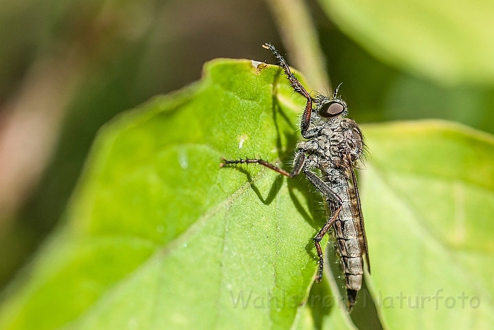 WAH027157.jpg - Rovflue sp. (Robberfly sp.)