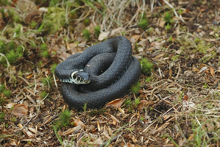 WAH002929P.jpg - Snog (Grass Snake)