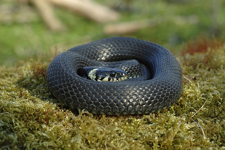 WAH003102P.jpg - Snog (Grass Snake)