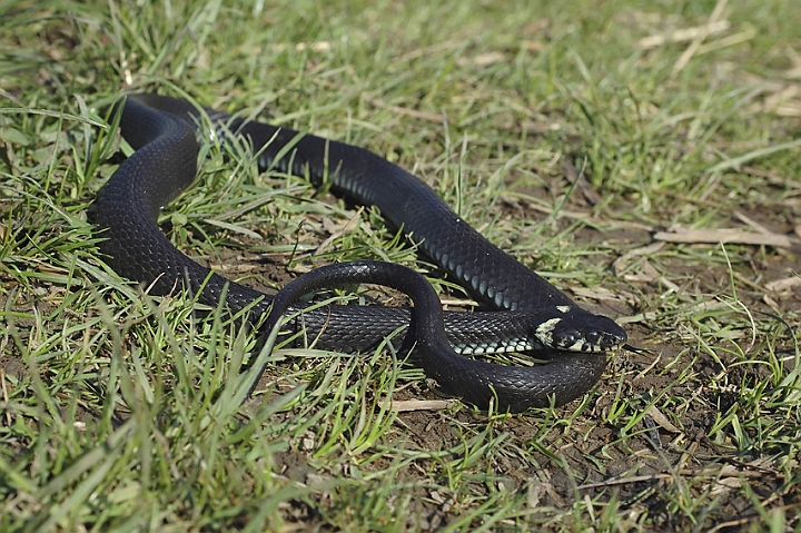 WAH003131P.jpg - Snog (Grass Snake)