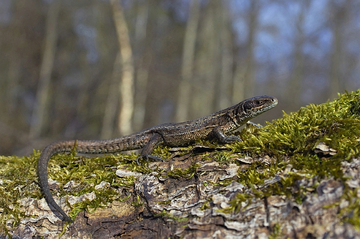 WAH006576P.jpg - Almindeligt firben, han (Common Lizard, male)