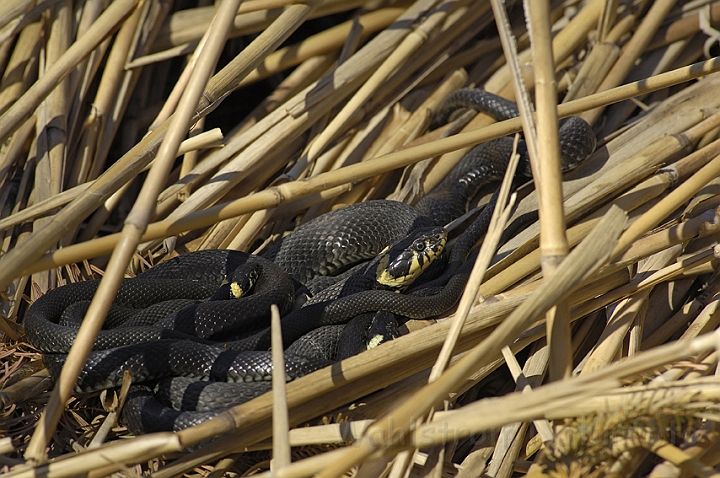 WAH006644P.jpg - Snoge (Grass Snakes)