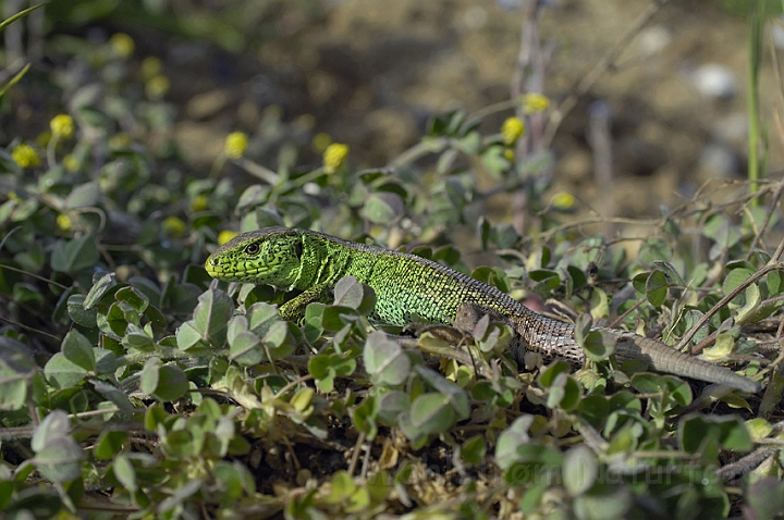 WAH006680P.jpg - Markfirben, han (Sand Lizard, male)