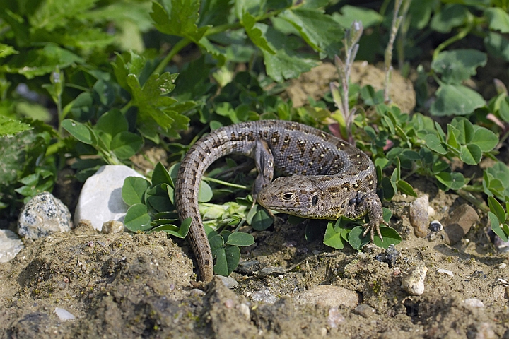 WAH006694P.jpg - Markfirben, hun (Sand Lizard, female)