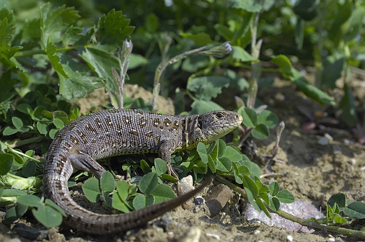 WAH006700P.jpg - Markfirben, hun (Sand Lizard, female)