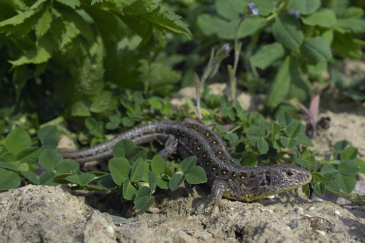 WAH006706P.jpg - Markfirben, hun (Sand Lizard, female)