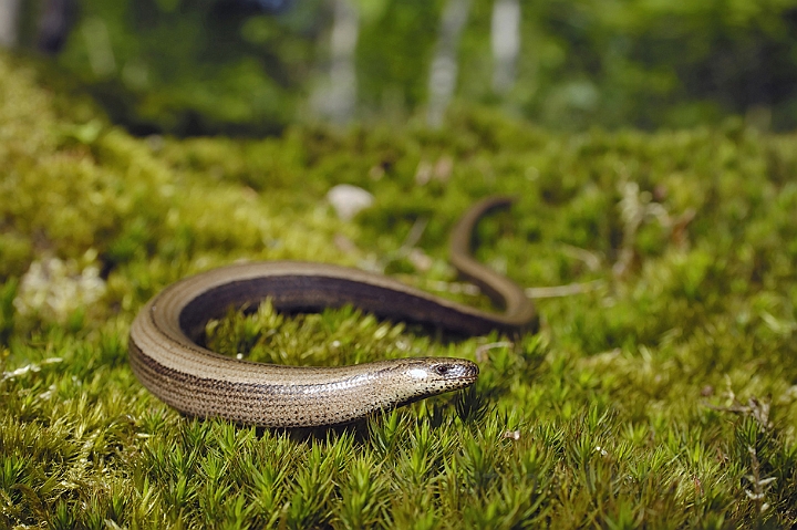 WAH006715P.jpg - Stålorm (Slow-worm)