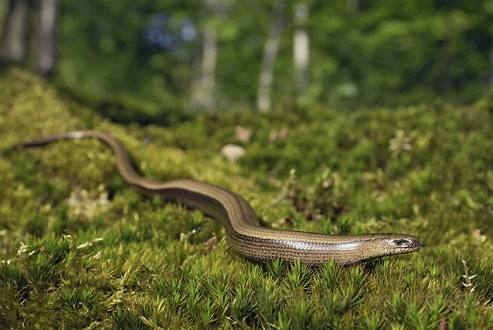 WAH006717P.jpg - Stålorm (Slow-worm)