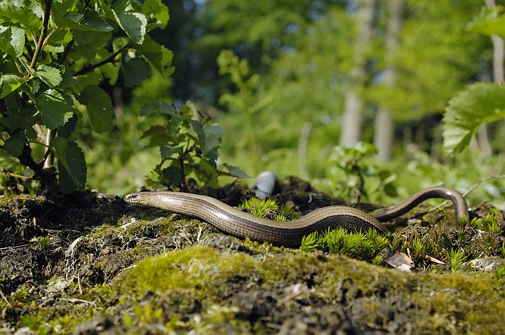 WAH006730P.jpg - Stålorm (Slow-worm)