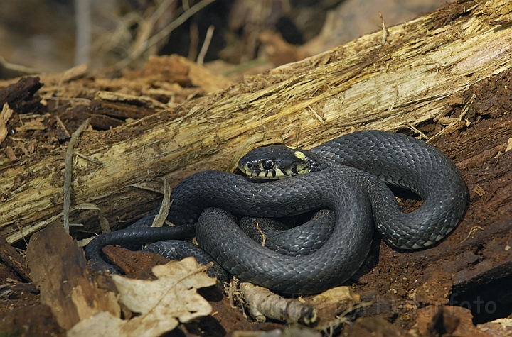 WAH007007P.jpg - Snog (Grass Snake)