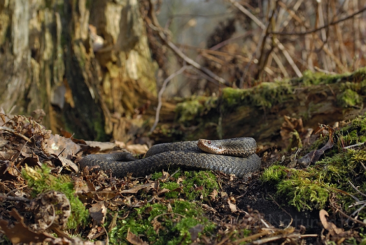 WAH007080P.jpg - Hugorm (Viper)