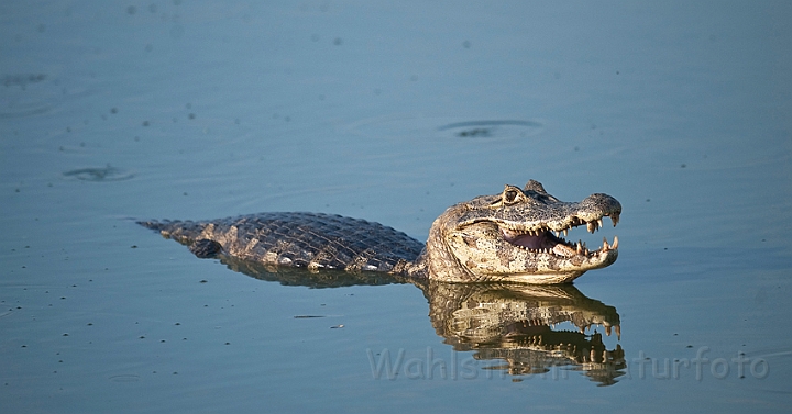 WAH019566.jpg - Yacare kaiman (Yacare Caiman), Brazil