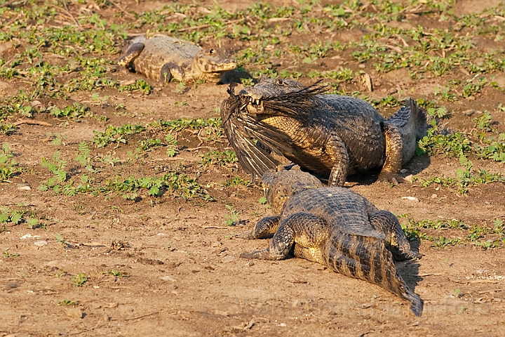 WAH019950.jpg - Yacare kaiman (Yacare Caiman), Brazil