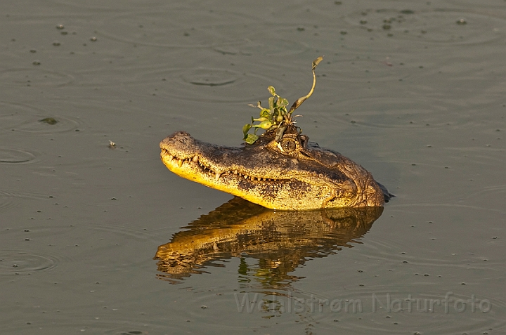 WAH019966.jpg - Yacare kaiman (Yacare Caiman), Brazil