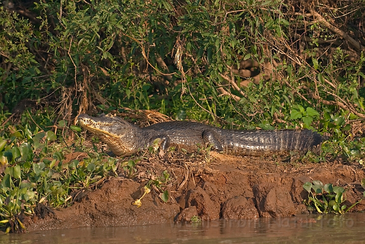 WAH020049.jpg - Yacare kaiman (Yacare Caiman), Brazil