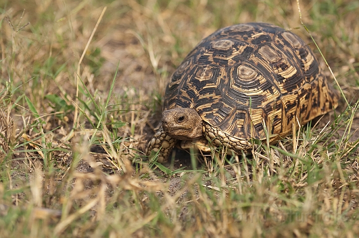 WAH022482.jpg - Leopardskildpadde (Leopard Tortoise)