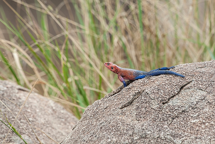 WAH024821.jpg - Mwanza klippeagam, han (Mwanza Flat-headed Rock Agama, male)