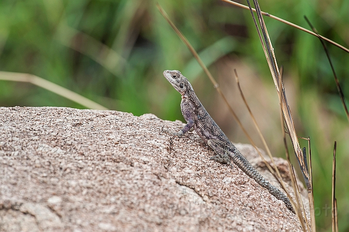 WAH024822.jpg - Mwanza klippeagam, hun (Mwanza Flat-headed Rock Agama, female)