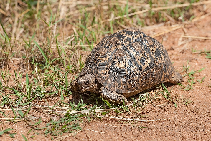 WAH024883.jpg - Leopardskildpadde (Leopard Tortoise)