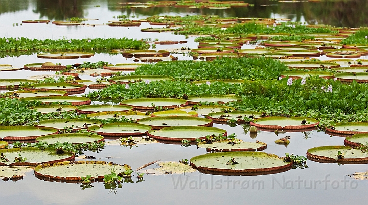 WAH020094.jpg - Kæmpeåkander (Giant Waterlily) Brazil