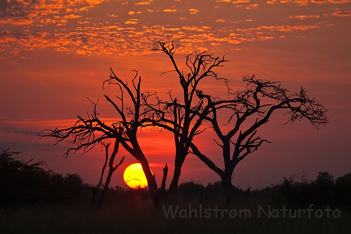 WAH021866.jpg - Solnedgang Okavango delta (Sunset, Okavango Delta)