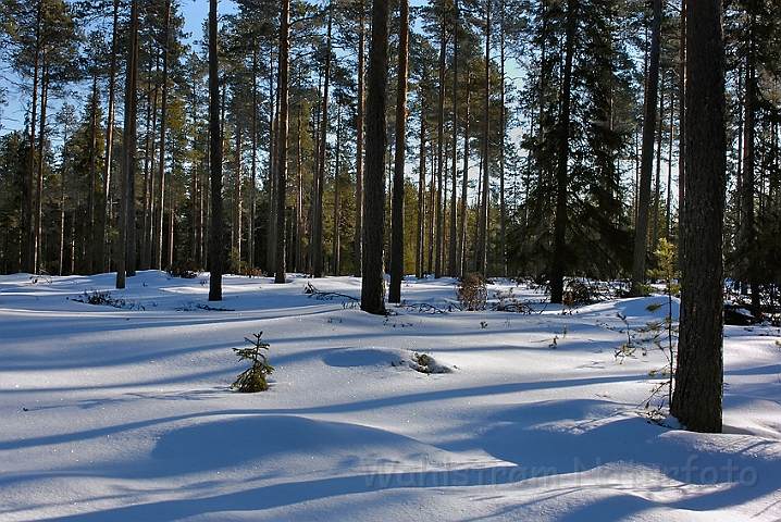 WAH001880.jpg - Vinter i nåleskov (Winter in Coniferous Forest)                