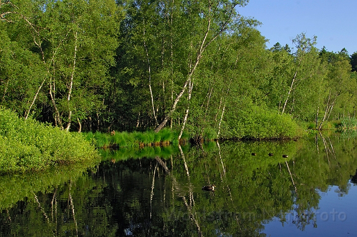 WAH007809.jpg - Bøllemosen, Jægersborg Hegn