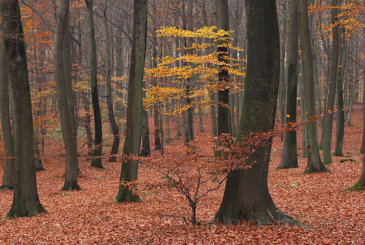 WAH008353.jpg - Hareskoven om efteråret (Autumn Colors Hareskoven)