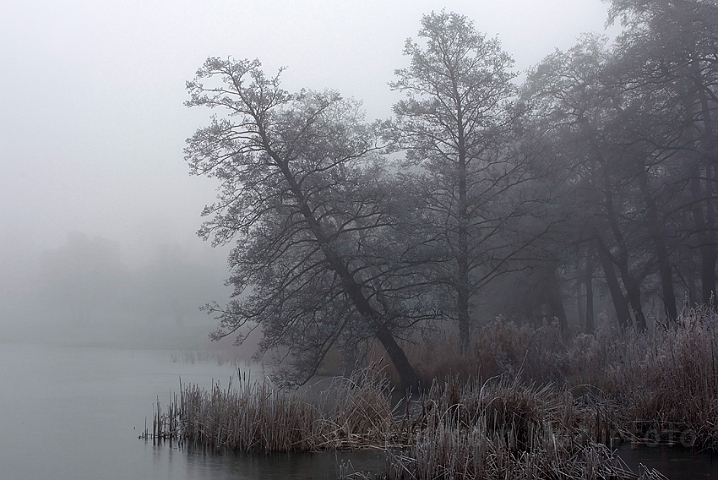 WAH008592.jpg - Rimtåge ved Bagsværd Sø (Frosty Mist, Bagsværd Sø)