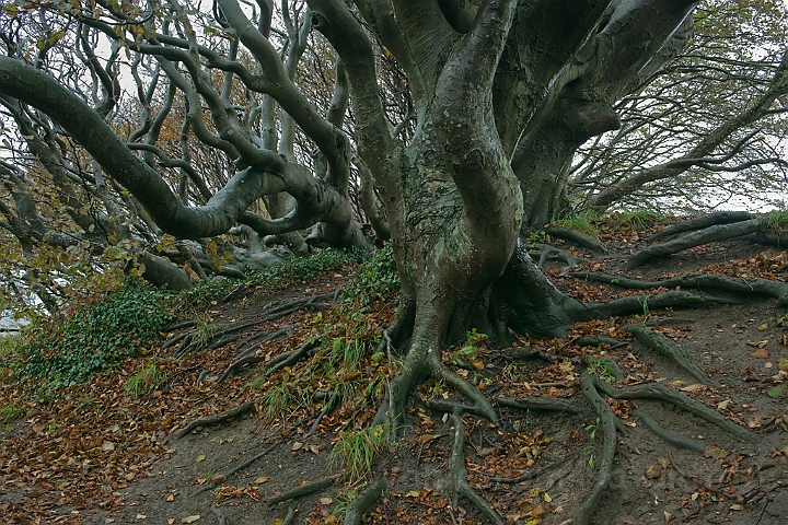 WAH011493.jpg - Jernhatten, Djursland