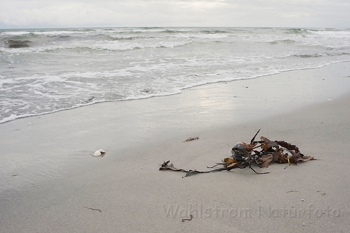 WAH011496.jpg - Savtang på strandbredden (Toothed Wrack on the Beach)