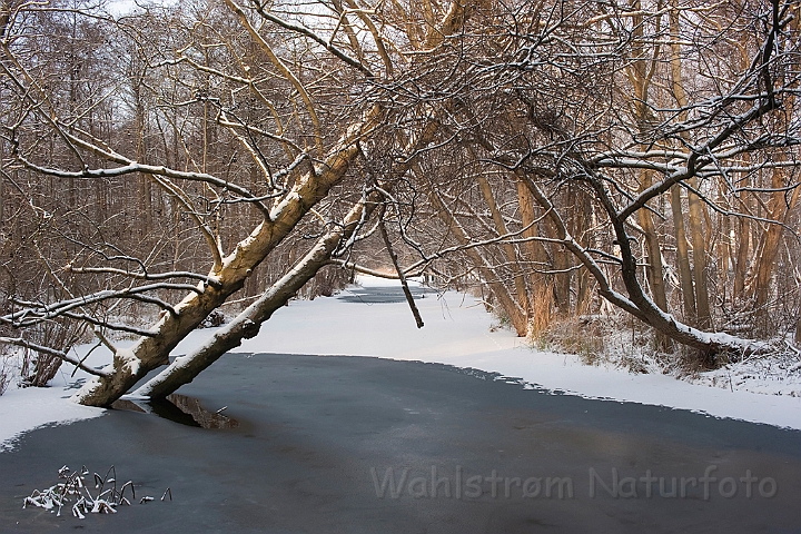 WAH011724.jpg - Mølleåen, vinter (Mølleåen, winter)